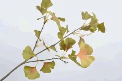 * Ramo Di Ginkgo Decorativo 84Cm Verde